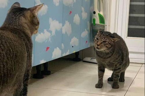 救助猫咪国产动画视频  第2张