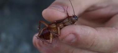 国产大蟑螂视频在线观看,惊悚刺激的在线观看体验